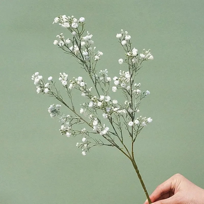 Gypsophila