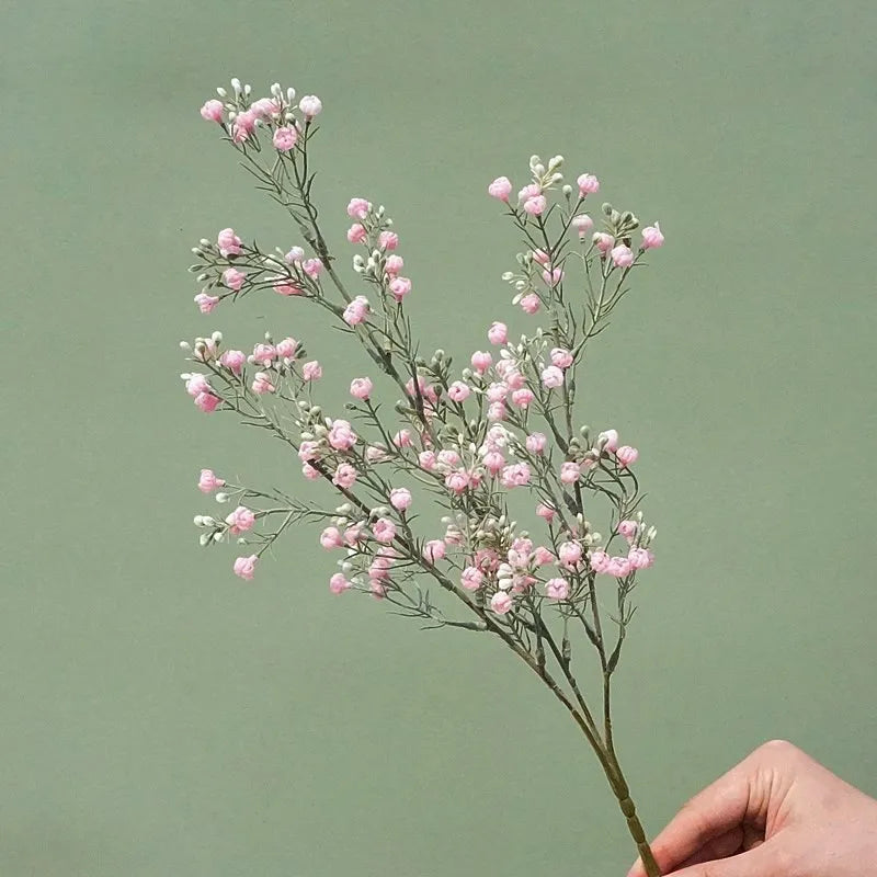 Gypsophila