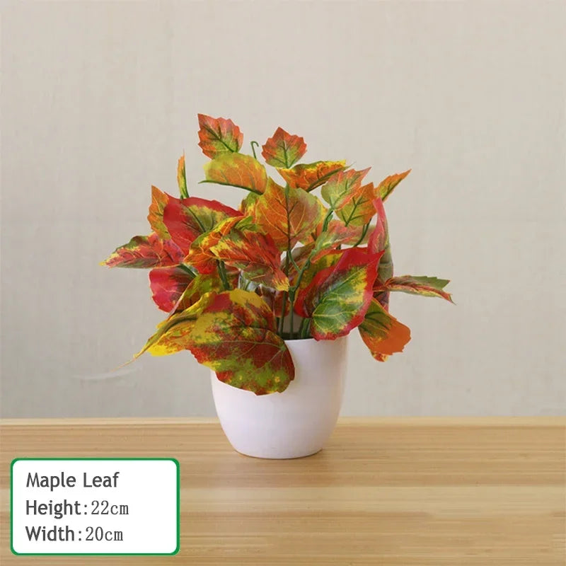 Perillia Plants