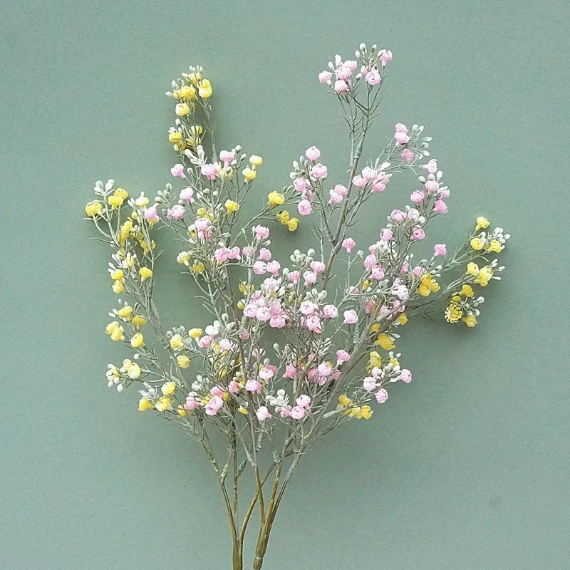 Gypsophila