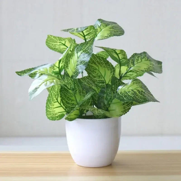 Perillia Plants