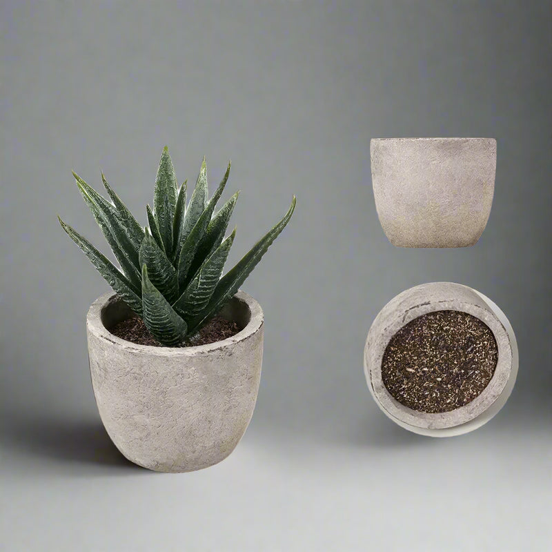 Aloe Plants Bonsai