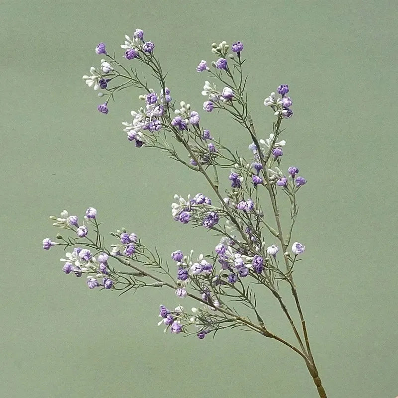 Gypsophila