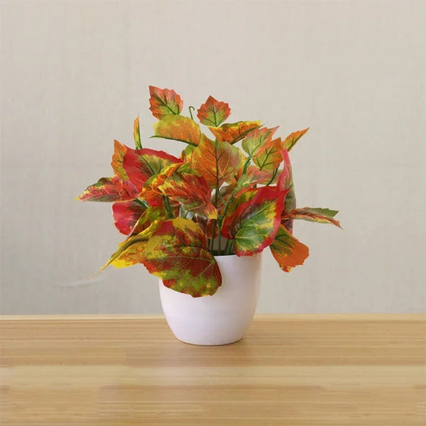 Perillia Plants