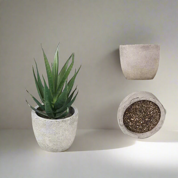 Aloe Plants Bonsai