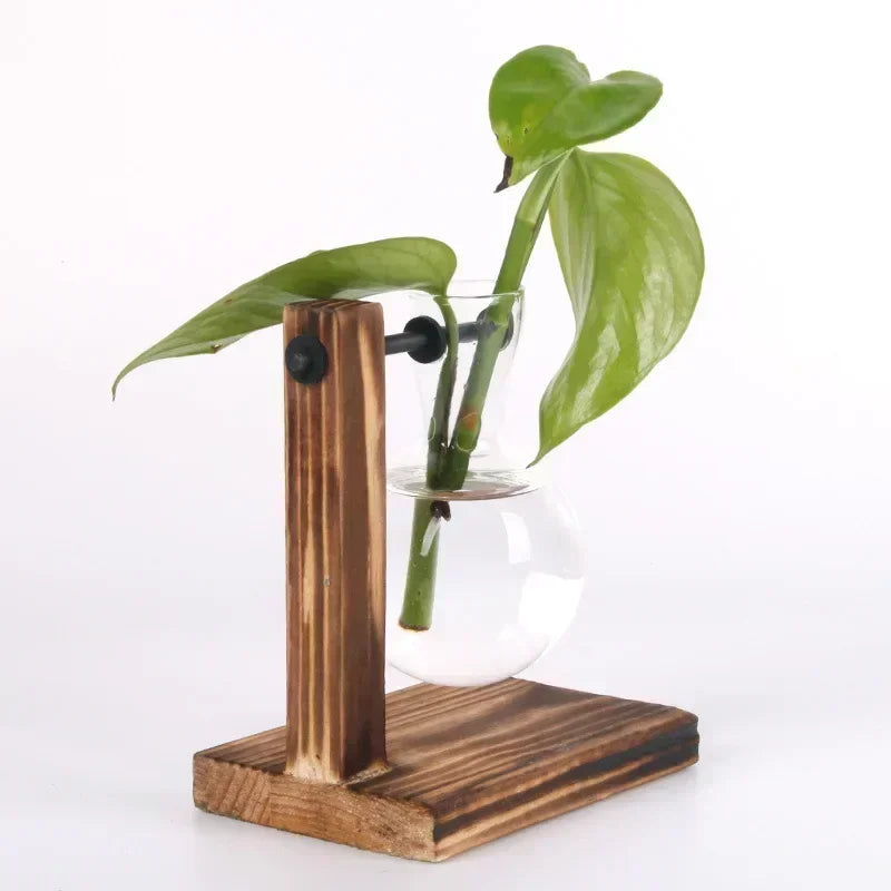 Hydroponic plant terrarium vase