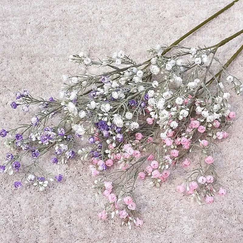 Gypsophila