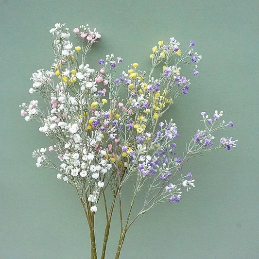 Gypsophila