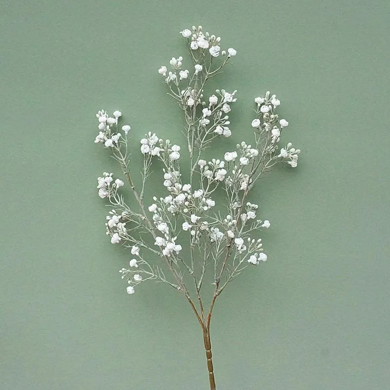 Gypsophila