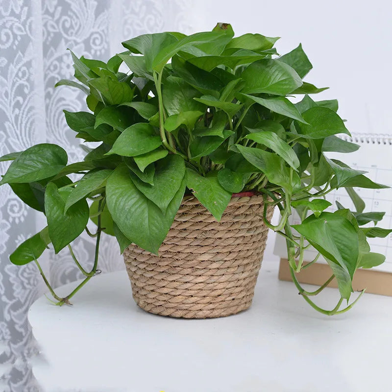 Straw Weaving Flower Plant Basket.