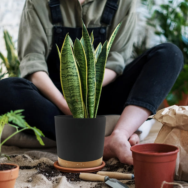 Flowerpot Removable Bottom