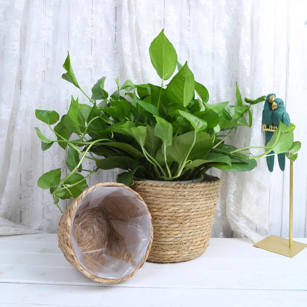 Straw Weaving Flower Plant Basket.