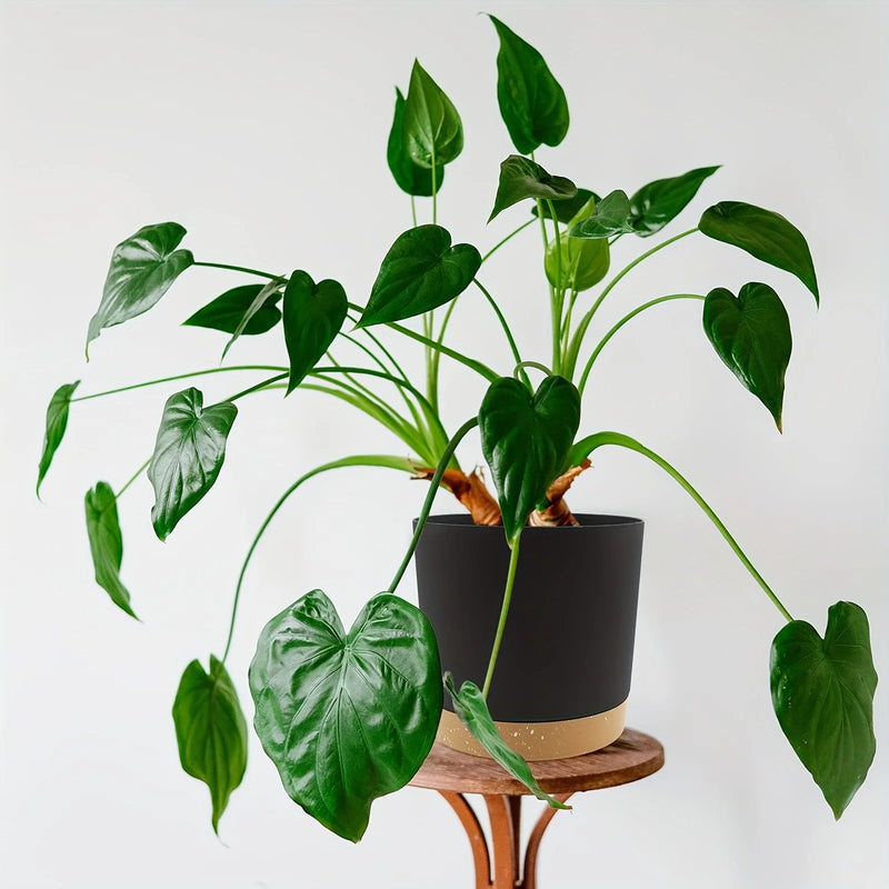 Flowerpot Removable Bottom