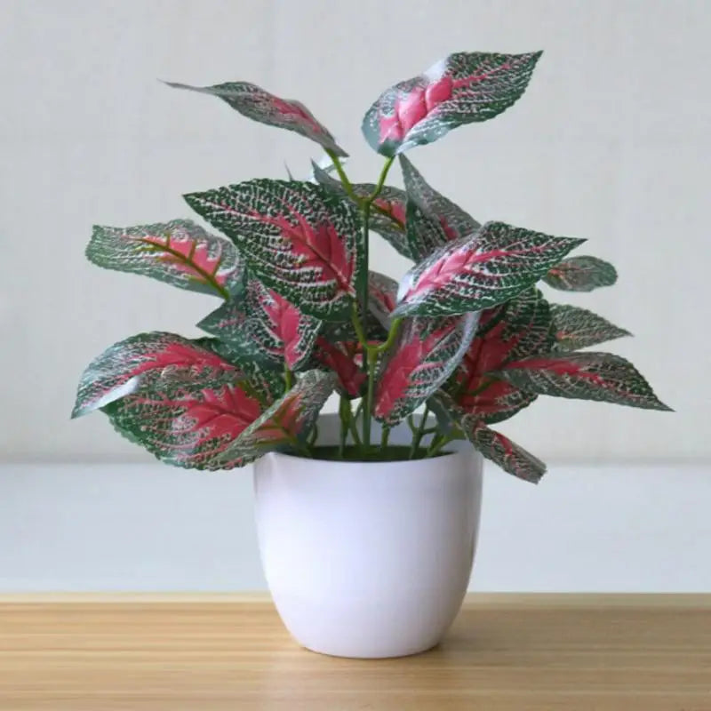Perillia Plants